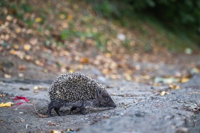 体育文化的 体育文化的