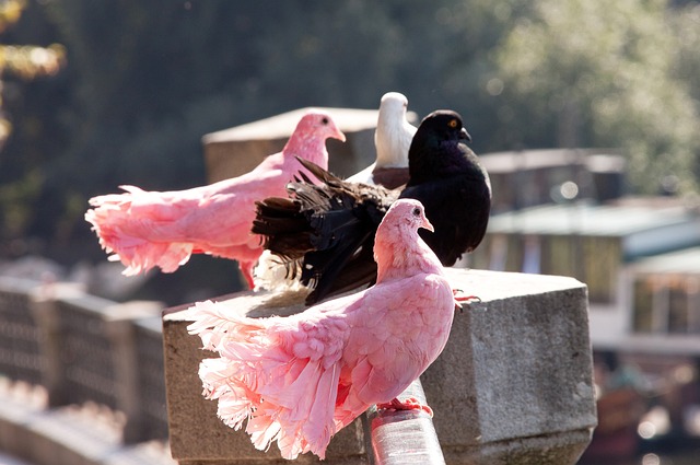 能够被称为 能够被称为